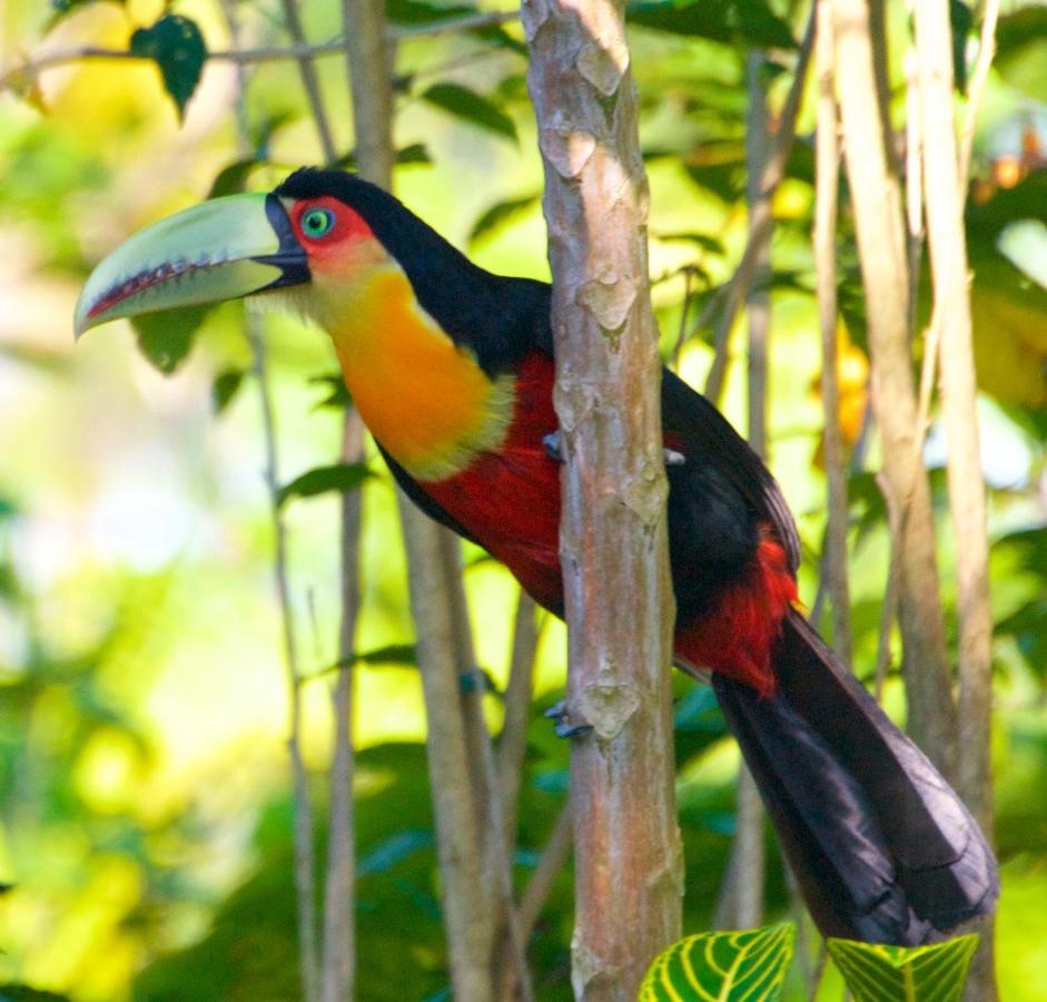 Casa Da Floresta Pico Da Aguia Araquari Eksteriør billede
